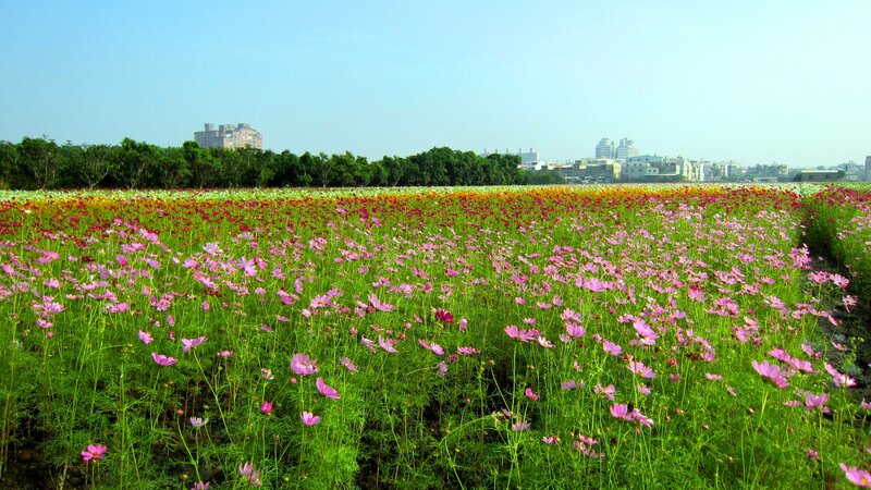 Cosmos Flower Field — Pink, Serene, Afternoon