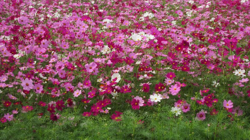 Cosmos Flower Field — Pink, Serene, Summer