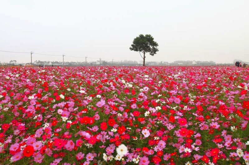 Cosmos Flower Field — Pink