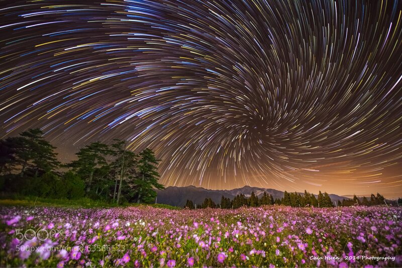 Cosmos Flower Field — Purple