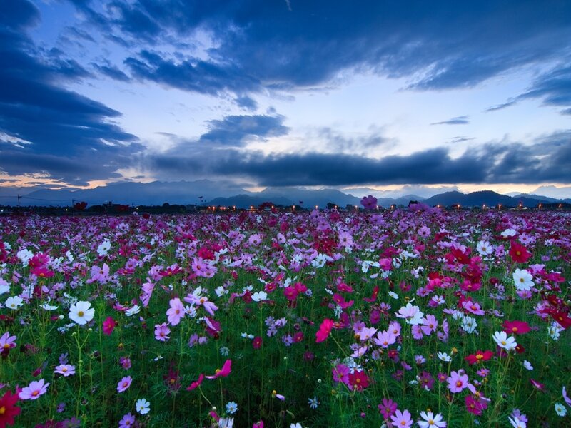 Cosmos Flower Field