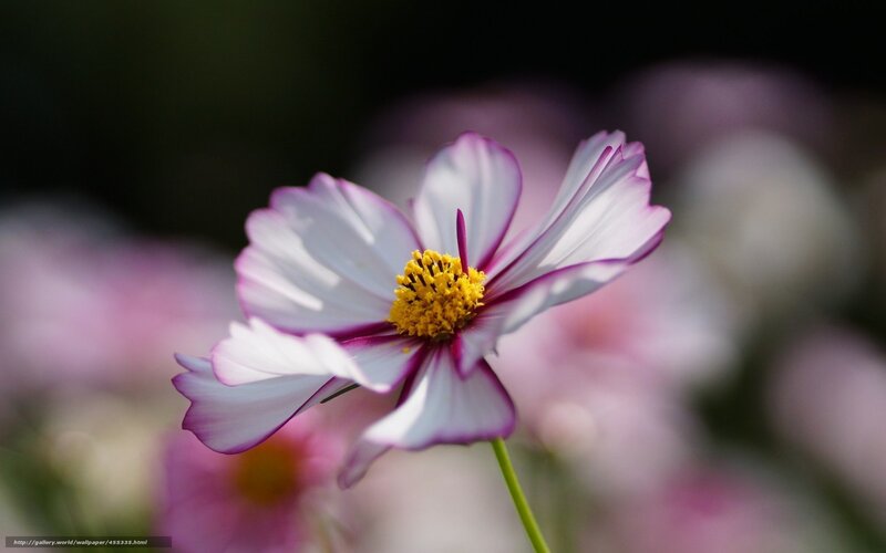Cosmos flower in bloom