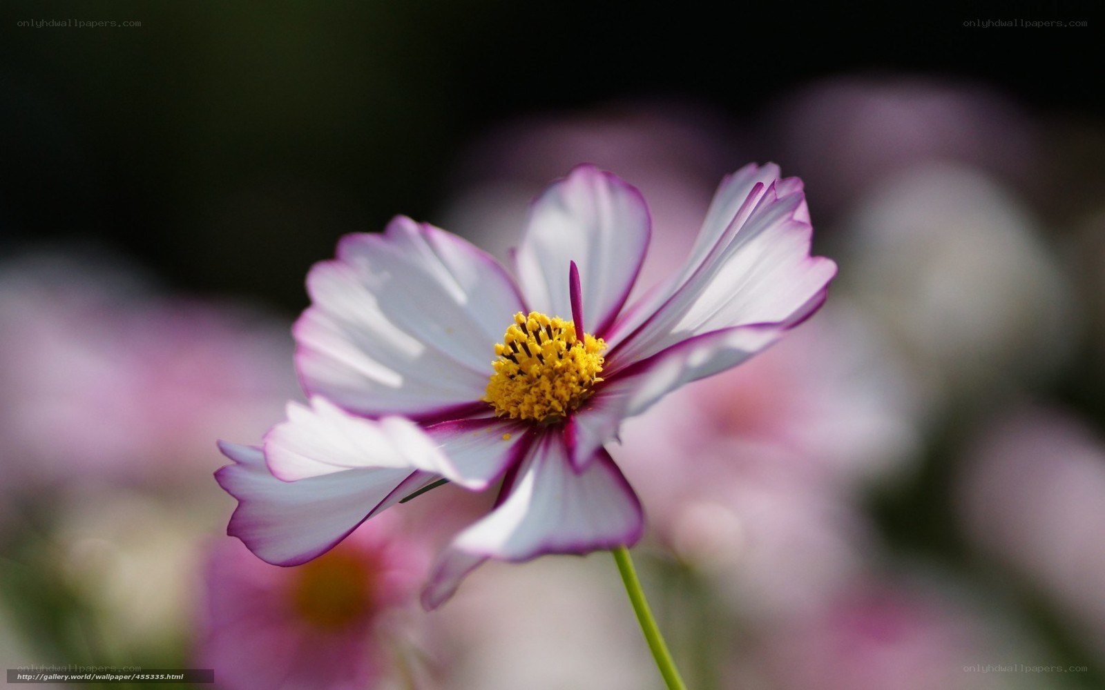 Cosmos flower in bloom