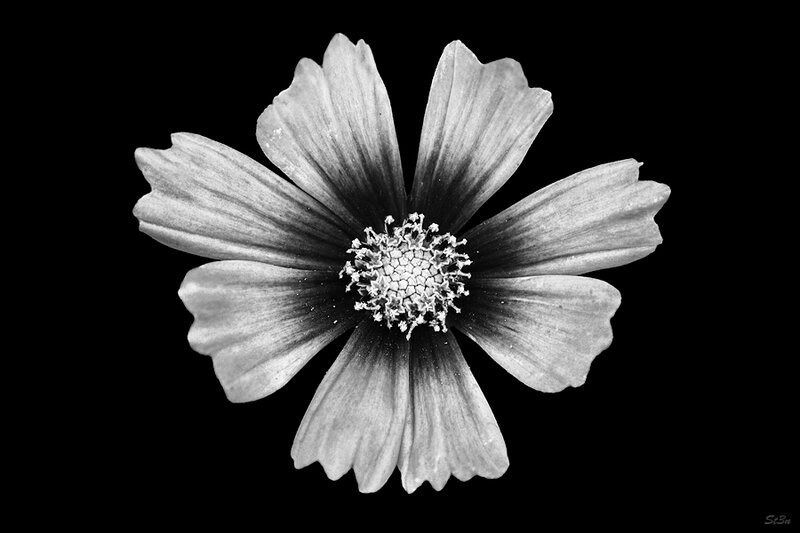 Cosmos Flower