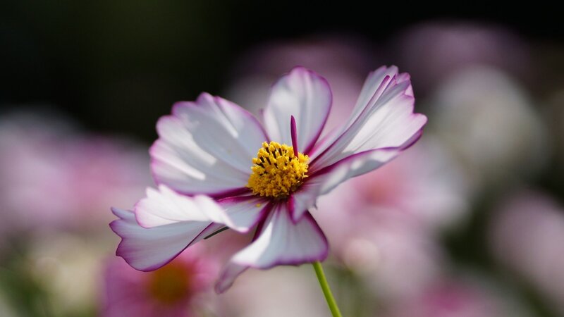 Cosmos Flower — White, Serene