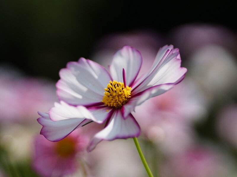 Cosmos Flower — White