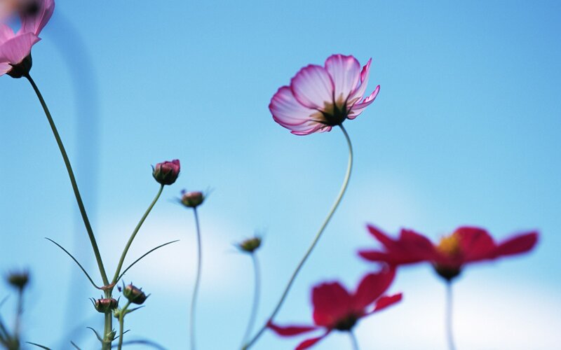 Cosmos flowers against blue sky