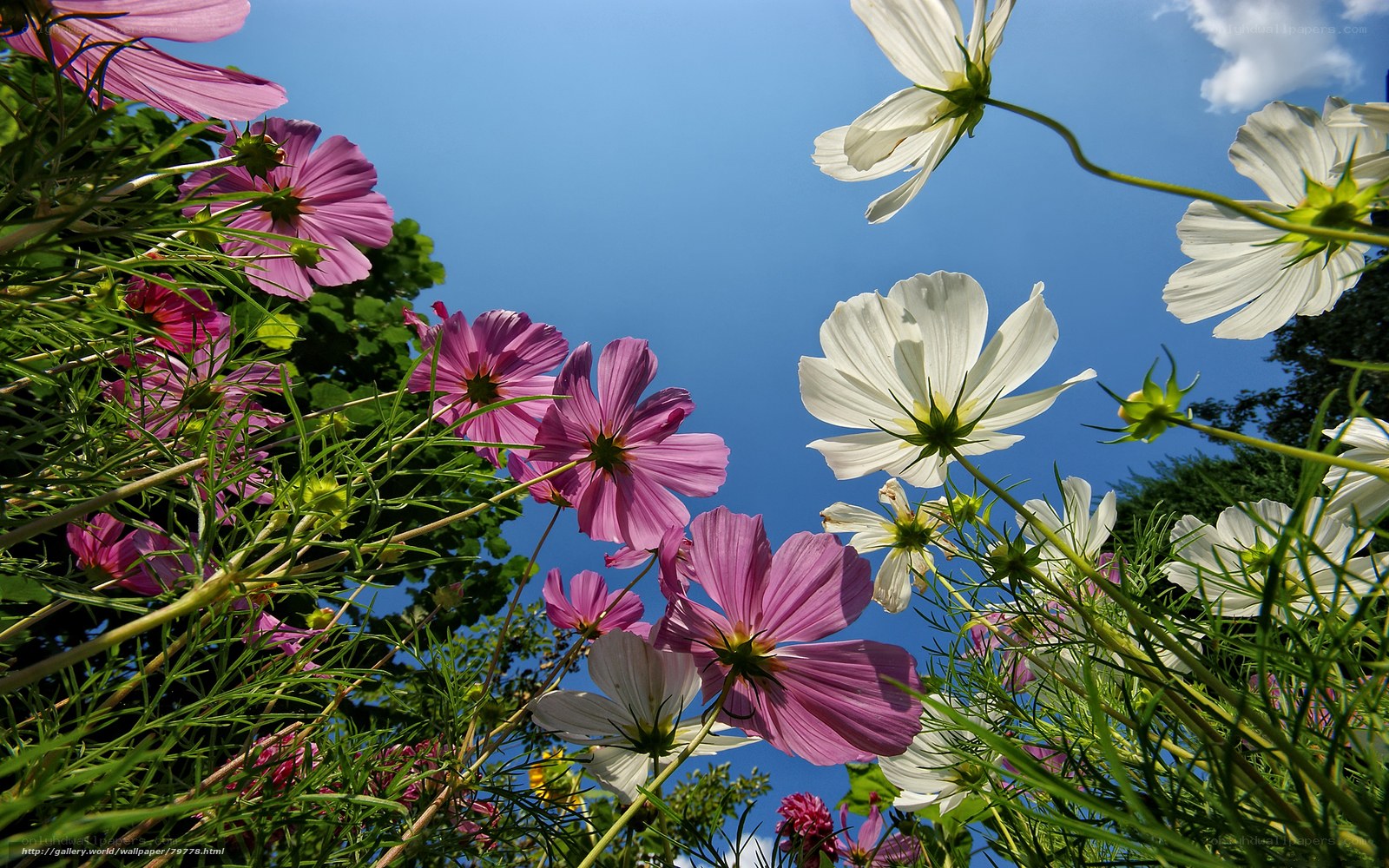 Cosmos flowers against blue sky