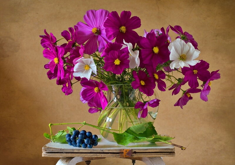 Cosmos Flowers and Grapes