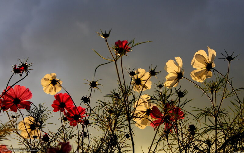 Cosmos Flowers at Dusk — Red