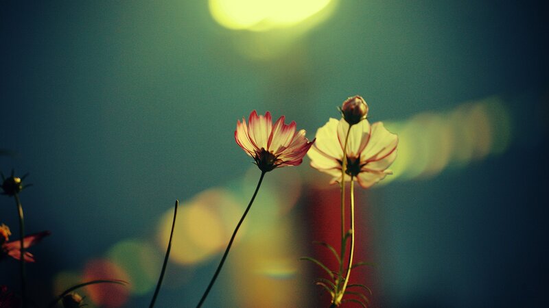 Cosmos Flowers at Dusk