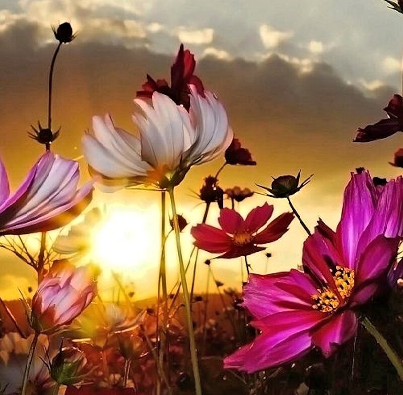 Cosmos Flowers at Sunset — Pink