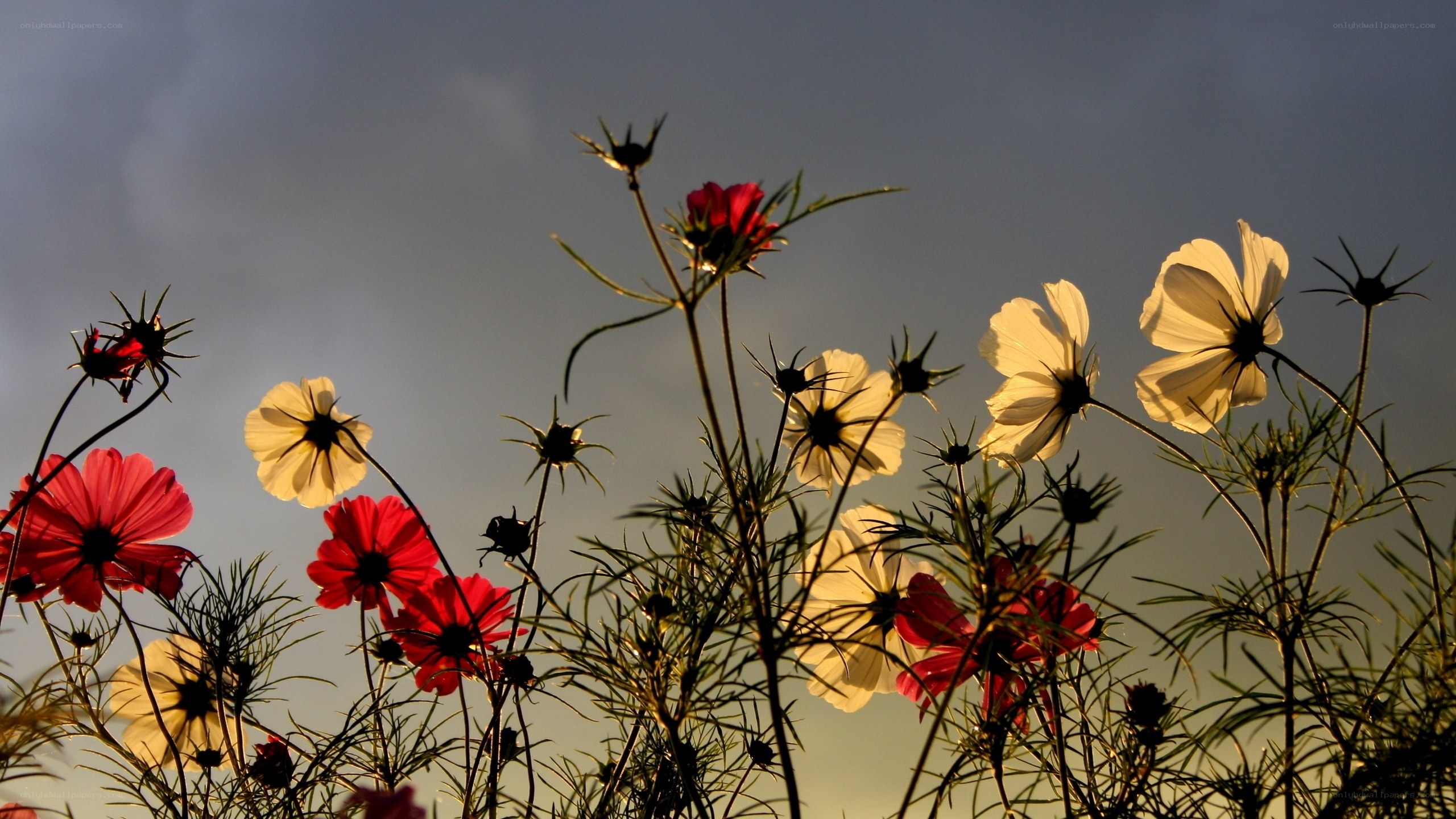 Cosmos flowers at sunset