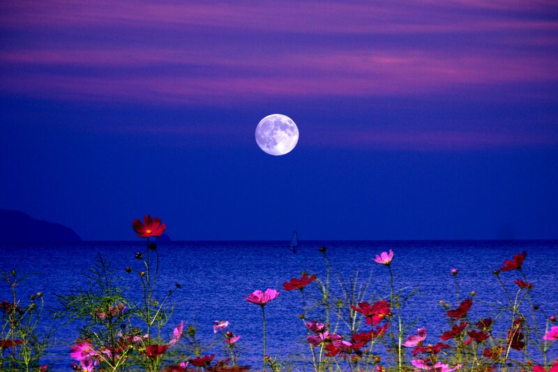 Cosmos Flowers by Sea