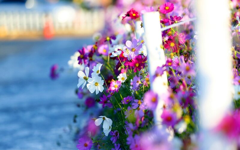 Cosmos Flowers by Water — Purple