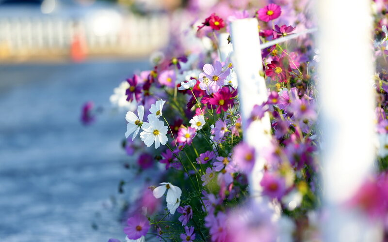 Cosmos Flowers by Water