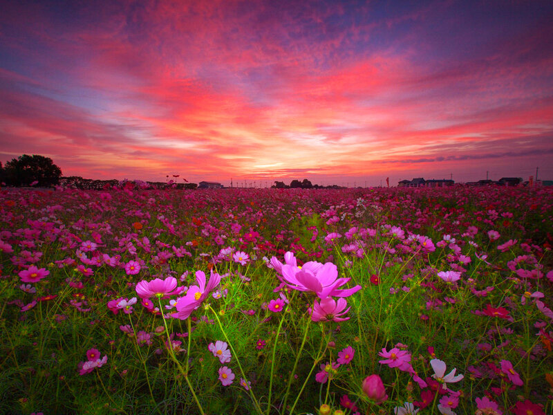 Cosmos Flowers Field — Pink, Dramatic