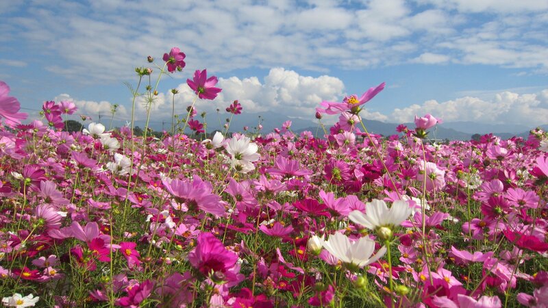 Cosmos Flowers Field — Pink, Serene, Afternoon, Photograph, Sky