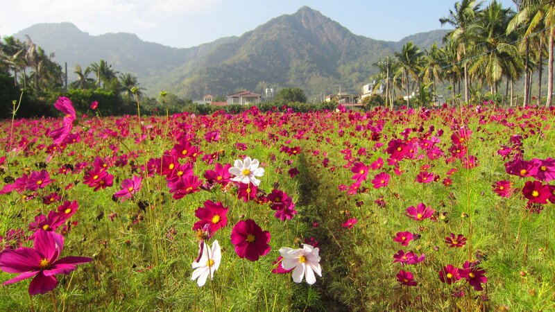 Cosmos Flowers Field — Pink, Serene, Afternoon, Photograph
