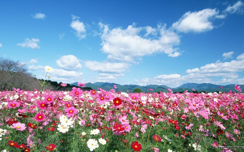 Cosmos Flowers Field — Pink, Serene, Afternoon