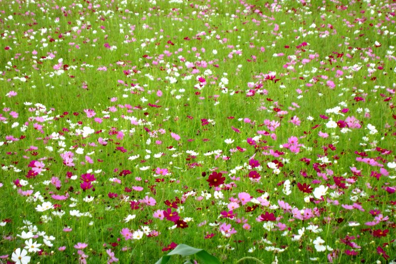 Cosmos Flowers Field — Pink, Serene, Summer