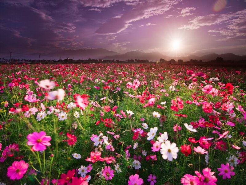 Cosmos Flowers Field — Pink, Serene, Sunset