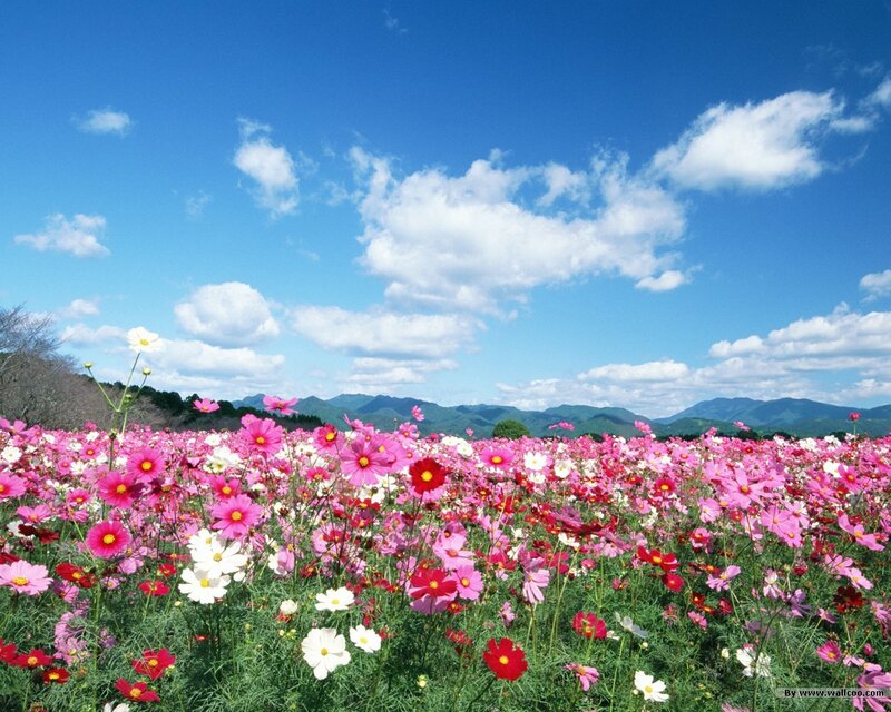 Cosmos Flowers Field — Pink