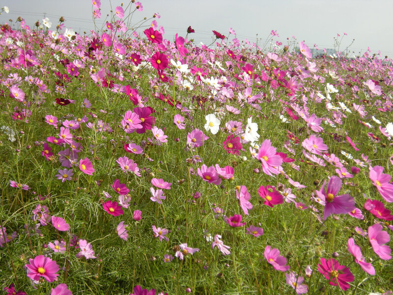 Cosmos Flowers Field