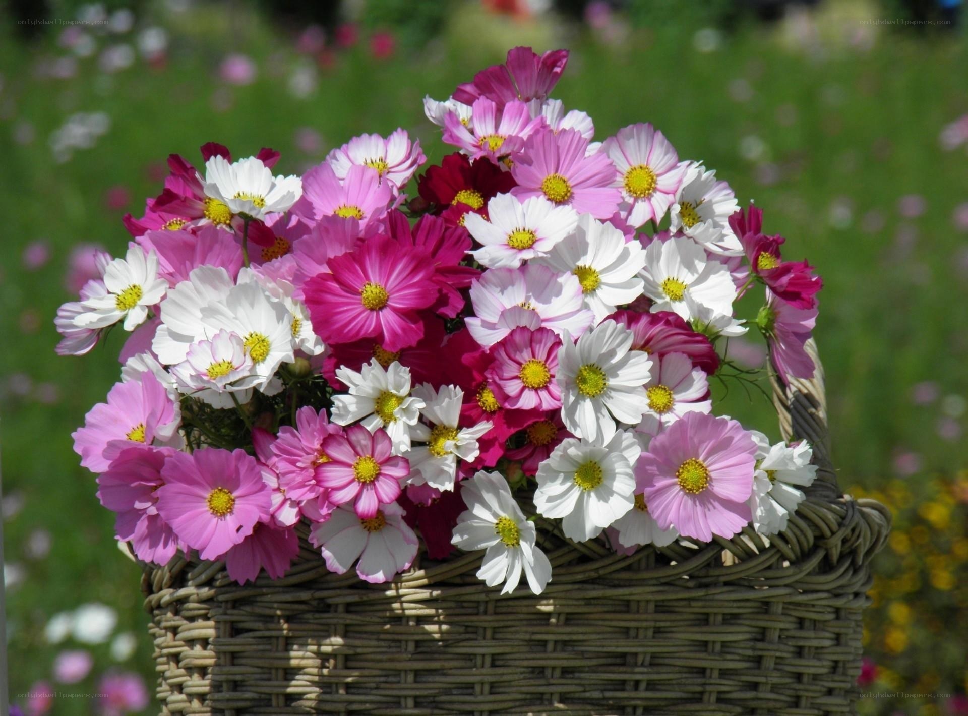 Cosmos flowers in a basket