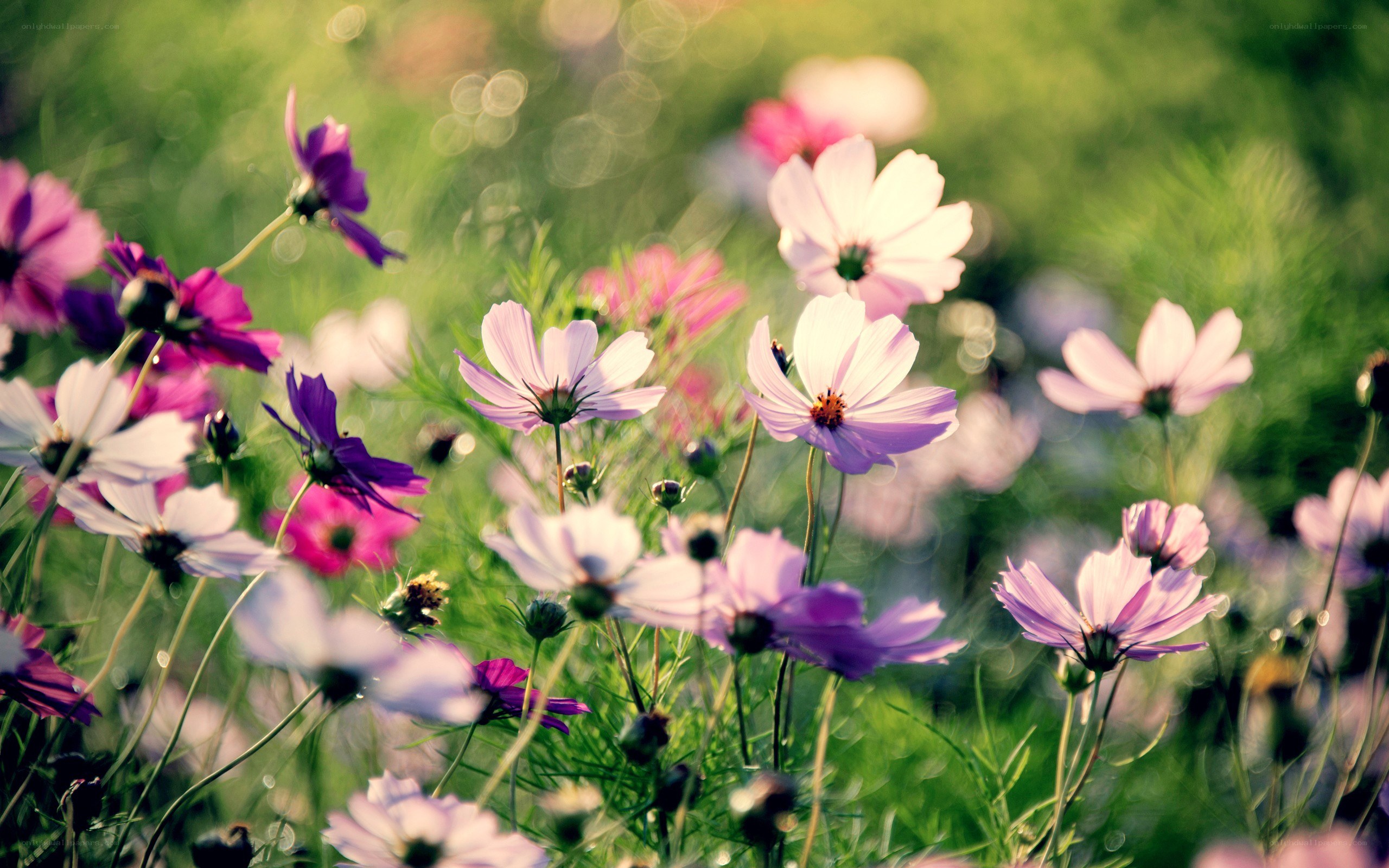 Cosmos flowers in a field