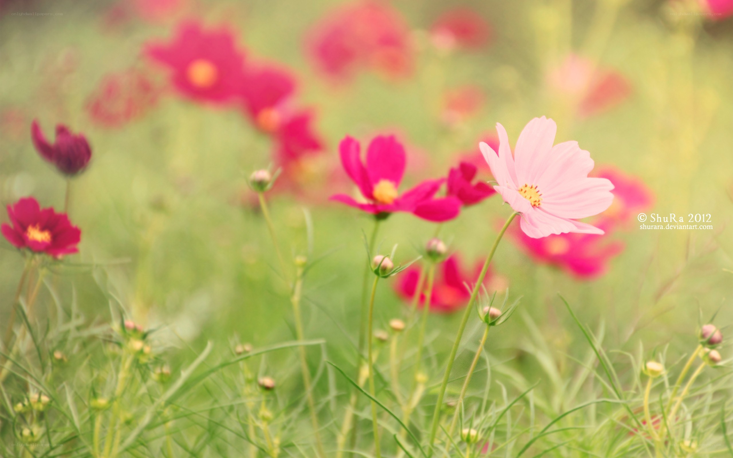 Cosmos flowers in a field