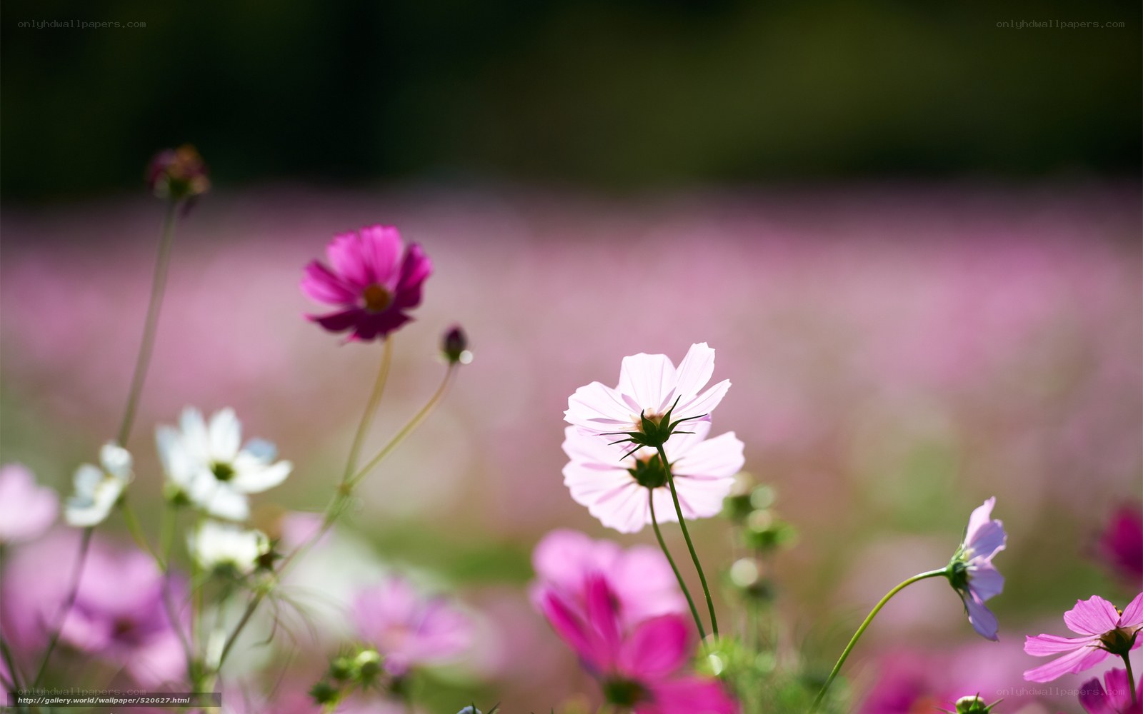 Cosmos flowers in a field