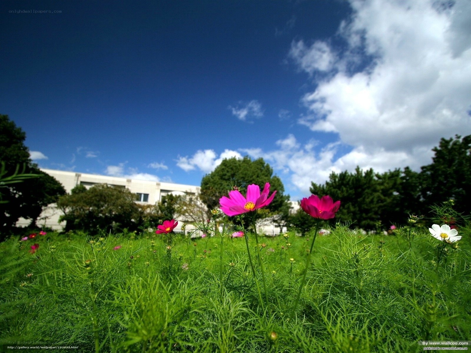 Cosmos flowers in a green field
