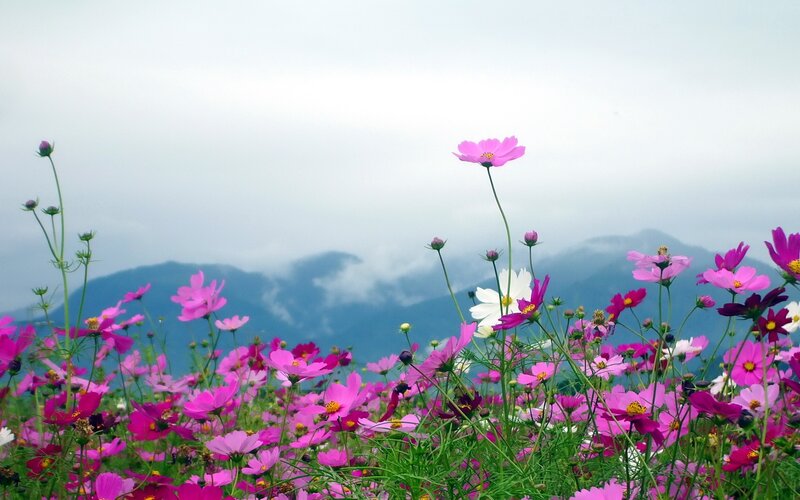 Cosmos flowers in a mountain field