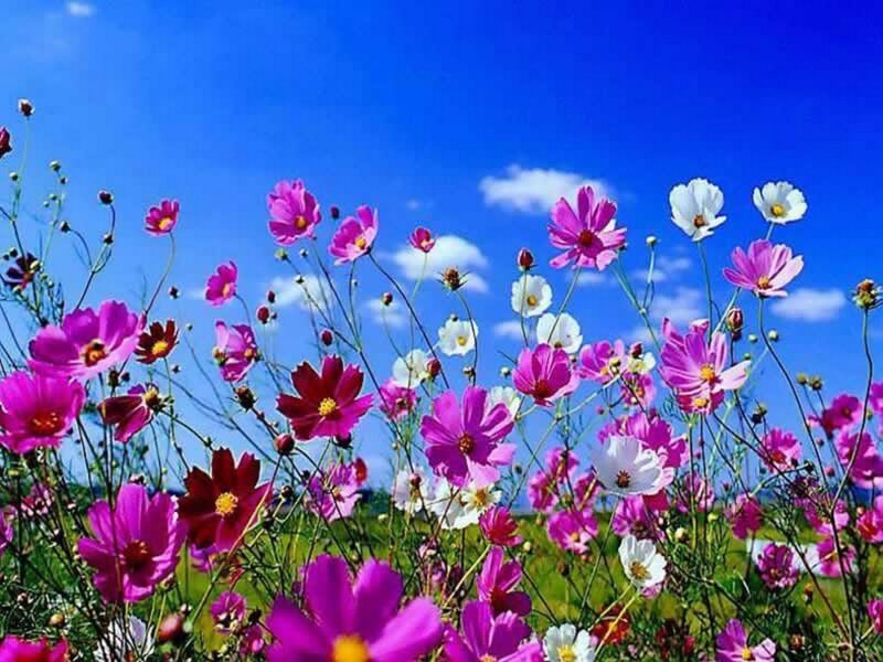 Cosmos flowers in a sunny field