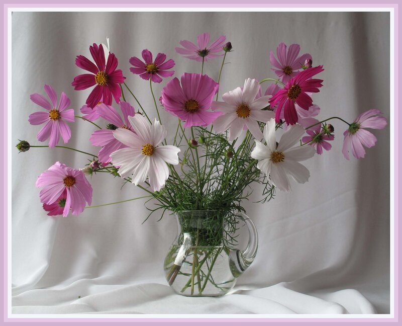 Cosmos flowers in a vase