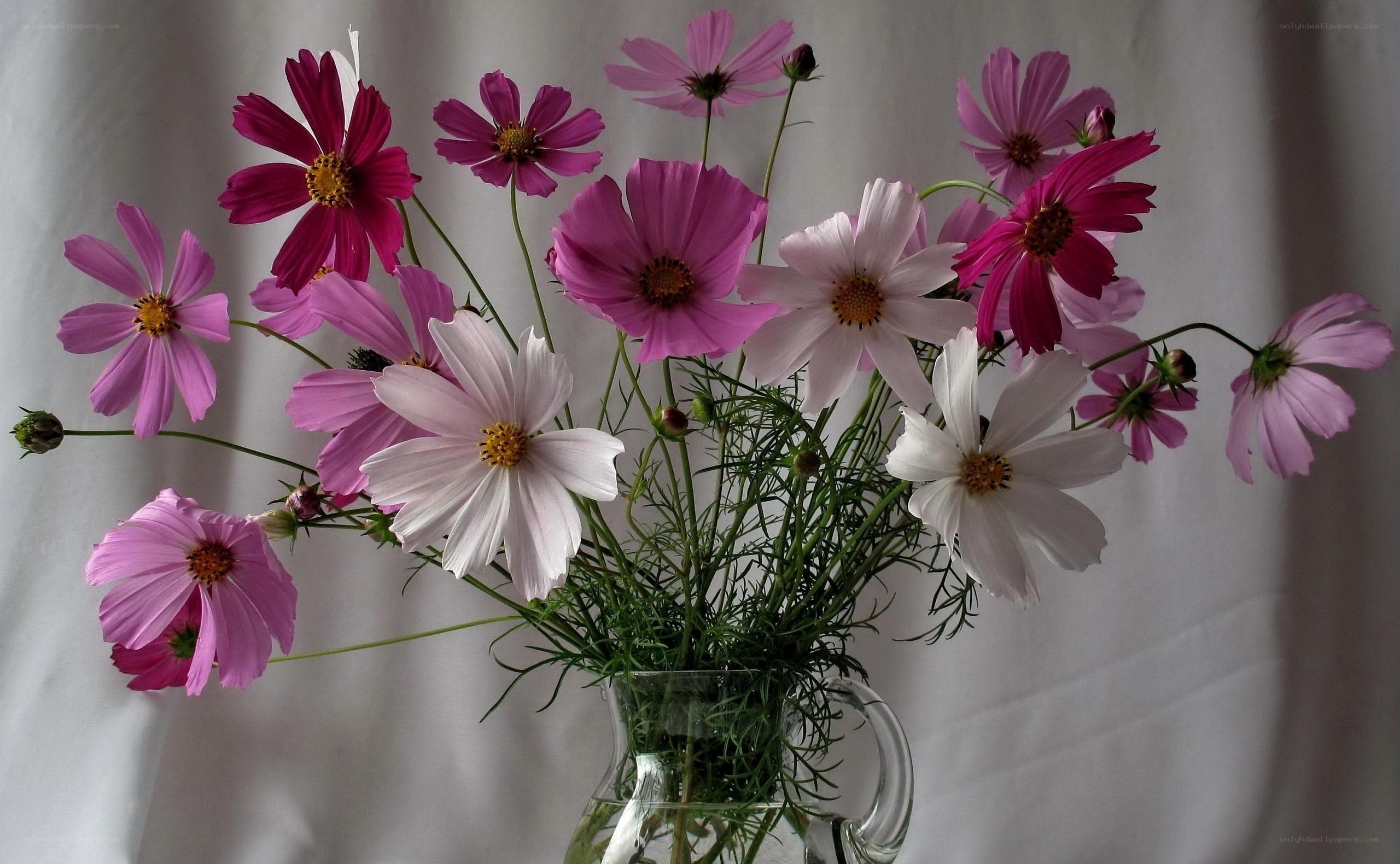 Cosmos flowers in a vase