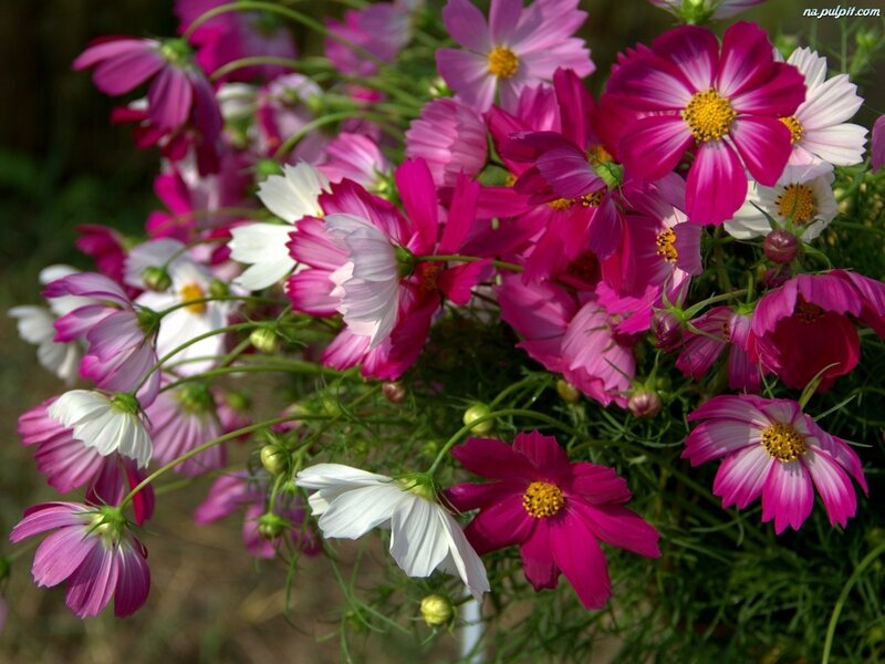 Cosmos Flowers in Bloom — Pink, Calm