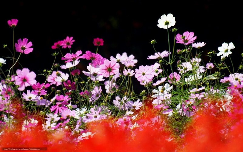 Cosmos Flowers in Bloom — Pink, Dramatic