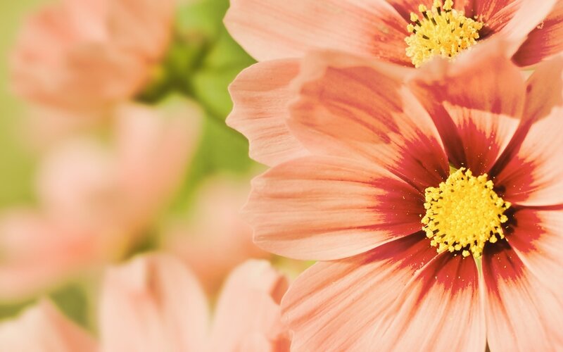 Cosmos Flowers in Bloom