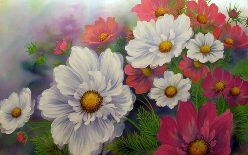 Cosmos Flowers in Bloom — White