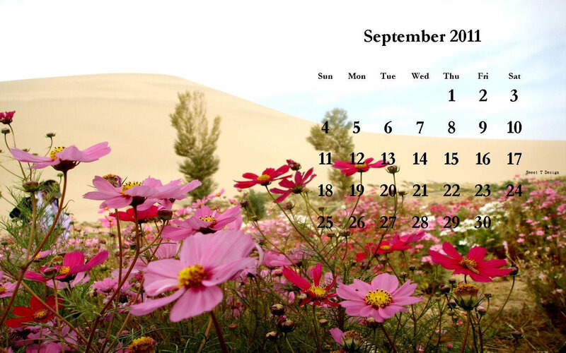 Cosmos Flowers in Desert