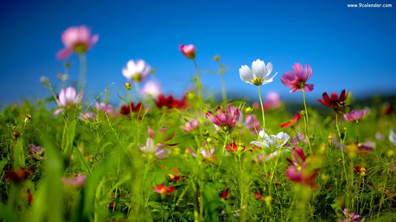 Cosmos Flowers in Field — Blue, Serene, Afternoon, Photograph, Grass, Sky