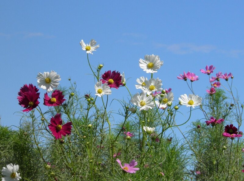 Cosmos Flowers in Field — Blue, Serene, Afternoon, Photograph
