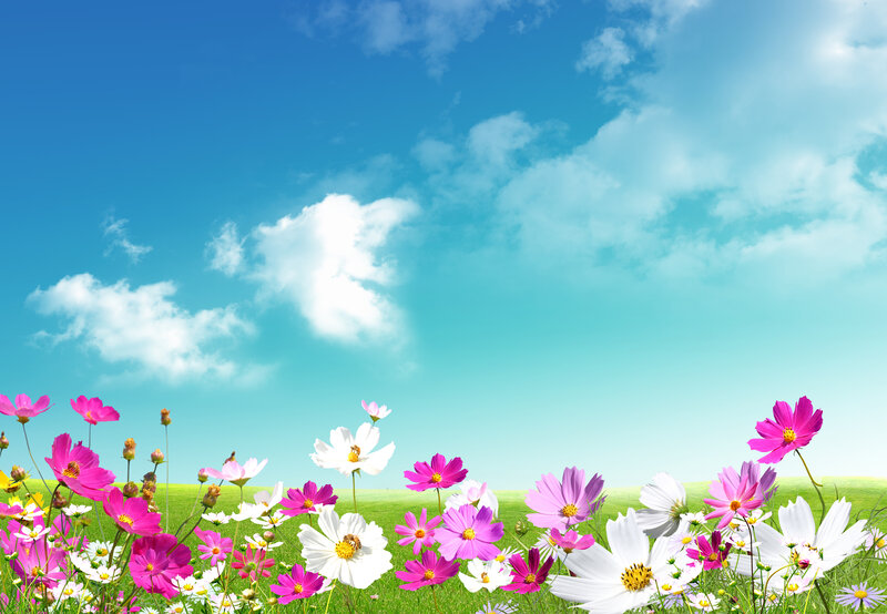 Cosmos Flowers in Field — Blue, Serene