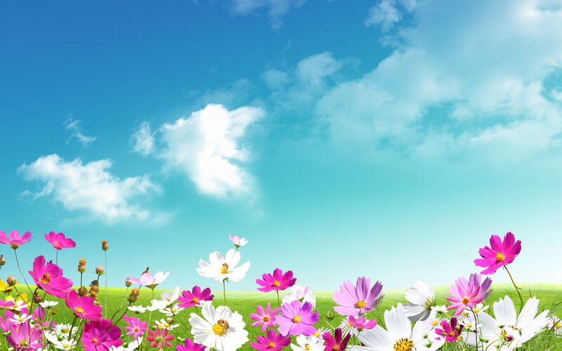 Cosmos Flowers in Field — Blue