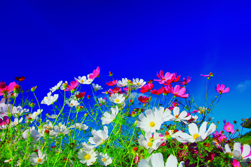 Cosmos Flowers in Field — Blue, Vibrant