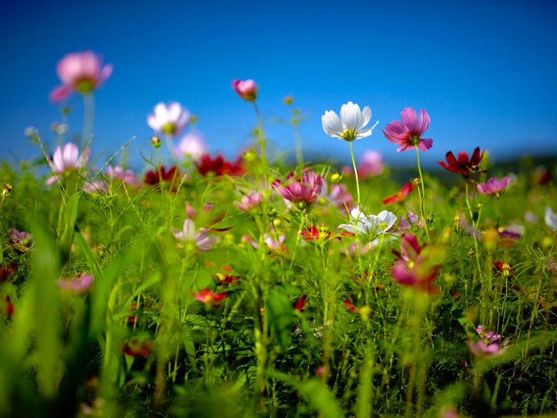 Cosmos Flowers in Field — Green, Serene