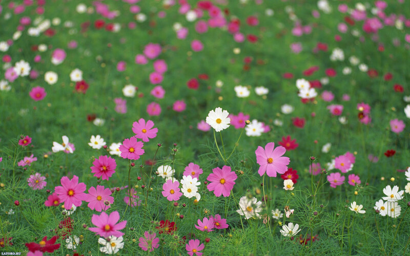 Cosmos Flowers in Field — Green