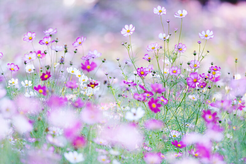 Cosmos Flowers in Field — Pink, Serene, Spring